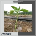 نوار آبیاری بغل دوخت برند PPJ