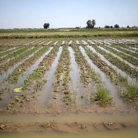 آبیاری- زعفران -روشها