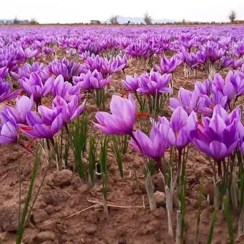 آبیاری زعفران